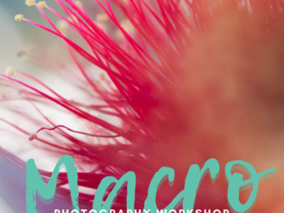 Macro photography workshop